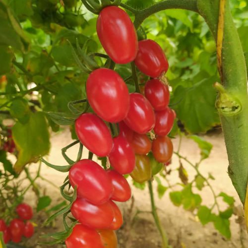 بذر گوجه چری گلخانه ای هیبرید 2500 عددی