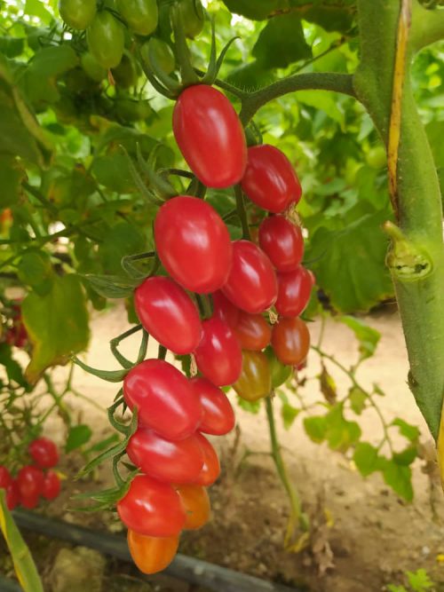بذر گوجه چری گلخانه ای هیبرید 2500 عددی